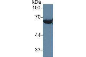 Western blot analysis of Mouse Serum, using Mouse LCAT Antibody (2 µg/ml) and HRP-conjugated Goat Anti-Rabbit antibody (