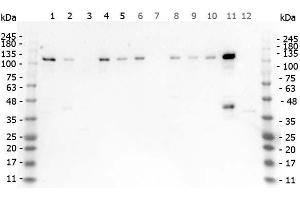 Western Blot of Rabbit anti-HDAC5 antibody.