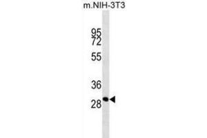 Western Blotting (WB) image for anti-THAP Domain Containing 11 (THAP11) antibody (ABIN2914323)