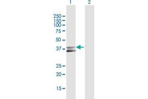 Western Blot analysis of MPPE1 expression in transfected 293T cell line by MPPE1 MaxPab polyclonal antibody.