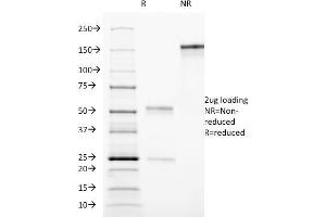 SDS-PAGE Analysis Purified CD90 Mouse Monoclonal antibody (AF-9). (CD90 Antikörper)