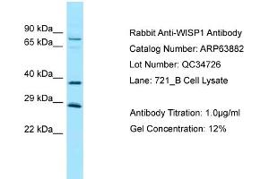 Western Blotting (WB) image for anti-WNT1 Inducible Signaling Pathway Protein 1 (WISP1) (Middle Region) antibody (ABIN2789653) (WISP1 Antikörper  (Middle Region))