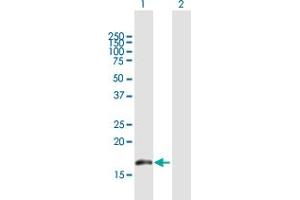 Western Blot analysis of BUD31 expression in transfected 293T cell line by BUD31 MaxPab polyclonal antibody. (BUD31 Antikörper  (AA 1-144))