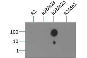 Dot Blot of Rabbit Histone H3 [Asym-dimethyl Arg2] Antibody. (Histone 3 Antikörper  (H3R2me2a))