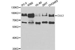 Western blot analysis of extracts of various cell lines, using CUL2 antibody (ABIN5973054) at 1/1000 dilution. (Cullin 2 Antikörper)