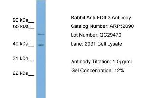 WB Suggested Anti-EDIL3  Antibody Titration: 0. (EDIL3 Antikörper  (N-Term))