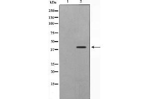 Western blot analysis on Jurkat cell lysate using ATG4B Antibody,The lane on the left is treated with the antigen-specific peptide.