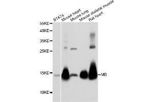 Western blot analysis of extracts of various cell lines, using MB antibody (ABIN5973184) at 1/1000 dilution. (MB Antikörper)