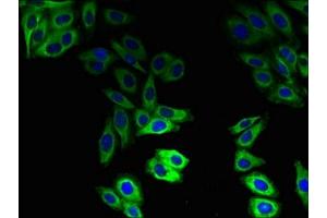 Immunofluorescent analysis of HepG2 cells using ABIN7160310 at dilution of 1:100 and Alexa Fluor 488-congugated AffiniPure Goat Anti-Rabbit IgG(H+L) (ABCB1 Antikörper  (AA 236-297))