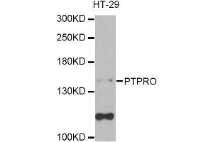 Western blot analysis of extracts of HT-29 cells, using PTPRO Antibody (ABIN5975272) at 1/1000 dilution. (PTPRO Antikörper)