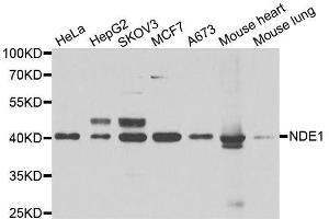 Western blot analysis of extracts of various cell lines, using NDE1 antibody. (NDE1 Antikörper  (AA 1-110))
