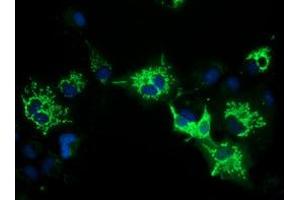 Anti-PYCR2 mouse monoclonal antibody (ABIN2453560) immunofluorescent staining of COS7 cells transiently transfected by pCMV6-ENTRY PYCR2 (RC204525). (PYCR2 Antikörper)