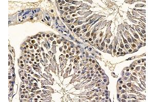 EIF6 Mouse Monoclonal Antibody at 1/100 staining rat testis tissue by IHC-P. (EIF6 Antikörper  (C-Term))