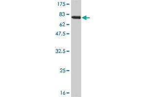Western Blot detection against Immunogen (67. (RAGE Antikörper  (AA 23-404))