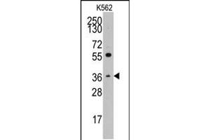Western blot analysis of anti-THPO Pab in K562 cell line lysates (35ug/lane) (Thrombopoietin Antikörper  (C-Term))
