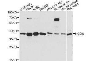 Western blot analysis of extracts of various cell lines, using NGDN antibody. (NGDN Antikörper)