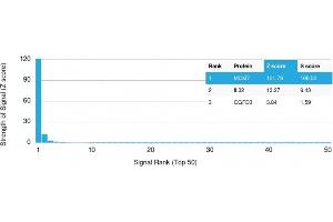 Analysis of Protein Array containing more than 19,000 full-length human proteins using MCM7 Mouse Monoclonal Antibody (MCM7/1467) Z- and S- Score: The Z-score represents the strength of a signal that a monoclonal antibody (MAb) (in combination with a fluorescently-tagged anti-IgG secondary antibody) produces when binding to a particular protein on the HuProtTM array.