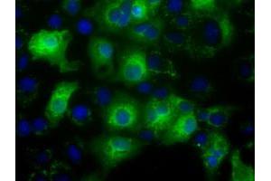 Anti-C17orf28 mouse monoclonal antibody (ABIN2452862) immunofluorescent staining of COS7 cells transiently transfected by pCMV6-ENTRY C17orf28 (RC206740). (HID1/DMC1 Antikörper)