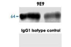 Western blot analysis in normal mouse brain with GPC1 monoclonal antibody, clone 9E9 . (GPC1 Antikörper)