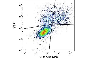 Flow cytometry surface staining pattern of KIR2DL5A (CD158f) transfected HEK-293 cells co-transfected with YFP coding plasmid using anti-human CD158f (UP-R1) APC antibody (10 μL reagent / 100 μL of peripheral whole blood). (KIR2DL5A Antikörper  (APC))