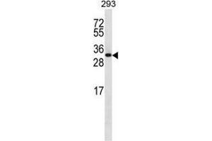 Western blot analysis in 293 cell line lysates (35ug/lane) using CHMP6 Antibody (N-term). (CHMP6 Antikörper  (N-Term))