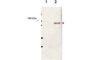 Western blot using  affinity purified anti-Stat5 pY694 antibody shows detection of phosphorylated Stat5 (indicated by arrowhead at ~91 kDa) in NK92 cells after 30 min treatment with 1Ku of IL-2 (lane 2). (STAT5A Antikörper  (pTyr694))