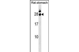 Rat Hoxa5 Antibody (C-term) (ABIN1536738 and ABIN2849956) western blot analysis in Rat stomach tissue lysates (35 μg/lane). (HOXA5 Antikörper  (C-Term))