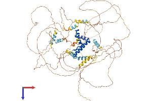 BBX Protein (AA 1-907) (His tag)