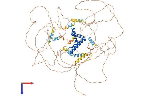 BBX Protein (AA 1-907) (His tag)