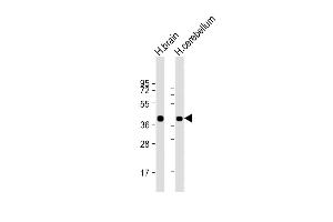 Western Blotting (WB) image for anti-Synaptophysin (SYP) (AA 225-253), (C-Term) antibody (ABIN6242563)
