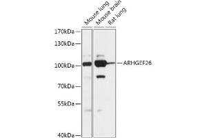 Western blot analysis of extracts of various cell lines, using  antibody (ABIN7269968) at 1:1000 dilution. (SGEF Antikörper  (AA 592-871))