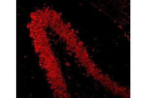 IF analysis of NeuN/Rbfox3 using anti-NeuN/Rbfox3 antibody (ABIN7601068). (NeuN Antikörper  (AA 28-304))
