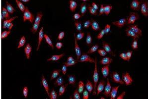 IF analysis of Nucleostemin/GNL3 using anti-Nucleostemin/GNL3 antibody (ABIN7601778). (Nucleostemin Antikörper  (AA 45-549))
