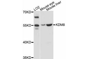 Western blot analysis of extracts of various cell lines, using KDM8 antibody (ABIN5998058) at 1:3000 dilution. (JMJD5 Antikörper)