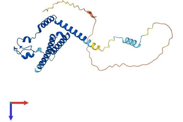 MED8 Protein (AA 1-268) (His tag)
