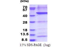 Polymerase (RNA) I Polypeptide C, 30kDa (POLR1C) (AA 1-349) protein (His tag)
