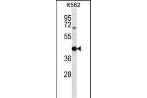 OXA1L Antibody (C-term) (ABIN656775 and ABIN2845994) western blot analysis in K562 cell line lysates (35 μg/lane). (OXA1L Antikörper  (C-Term))