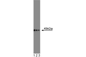 Western blot analysis of CD95 on a Daudi cell lysate (Human B lymphoblast, ATCC CCL-213). (FAS Antikörper  (AA 1-163))