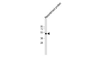 All lanes : Anti-His Tag Antibody at 1:2000 dilution Lane 1: 12-tag recombinant protein lysate Lysates/proteins at 20 μg per lane. (His Tag Antikörper)