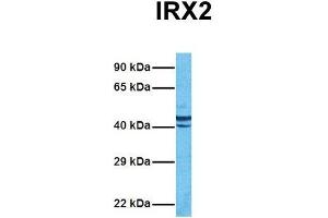 Host:  Rabbit  Target Name:  IRX2  Sample Tissue:  Human MCF7  Antibody Dilution:  1. (IRX2 Antikörper  (Middle Region))