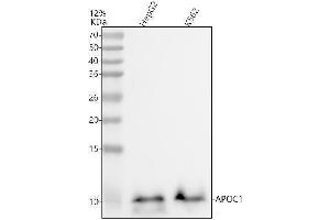 Western blot analysis of Apolipoprotein CI using anti-Apolipoprotein CI antibody (ABIN7604022).