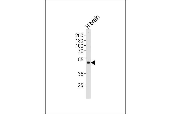 Kir2.2 Antikörper  (C-Term)