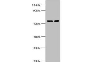 Western blot All lanes: STK3 antibody at 8 μg/mL Lane 1: Hela whole cell lysate Lane 2: NIH/3T3 whole cell lysate Secondary Goat polyclonal to rabbit IgG at 1/10000 dilution Predicted band size: 57, 60 kDa Observed band size: 57 kDa