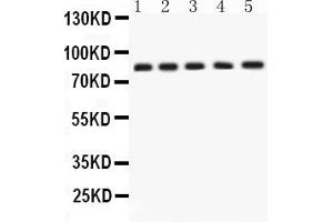 APLP1 Antikörper  (N-Term)