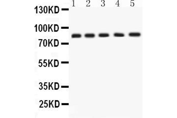 APLP1 Antikörper  (N-Term)