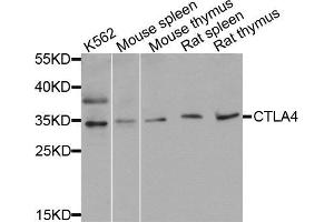 Western blot analysis of extracts of various cell lines, using CTLA4 antibody (ABIN5971094) at 1/1000 dilution. (CTLA4 Antikörper)