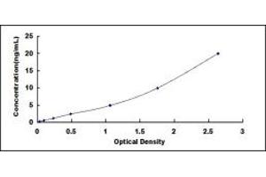 DNM2 ELISA Kit