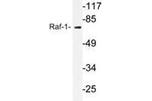 Western blot analysis of C-Raf antibody in extracts from 293 cells. (RAF1 Antikörper)