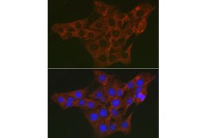 Immunofluorescence analysis of PC-12 cells using WNK3 Rabbit pAb (ABIN7271382) at dilution of 1:200 (40x lens). (WNK3 Antikörper  (AA 500-600))