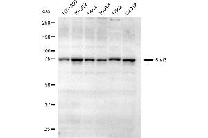 Western blotting analysis using Stat3 antibody (ABIN7800343).